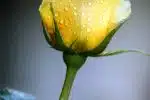 closeup photography of yellow Rose flower