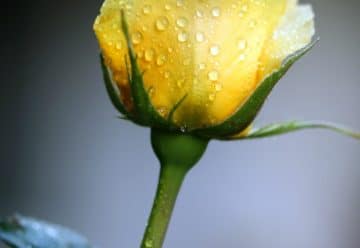 closeup photography of yellow Rose flower