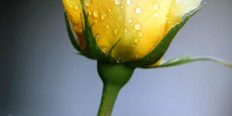 closeup photography of yellow Rose flower