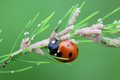 lutte biologique