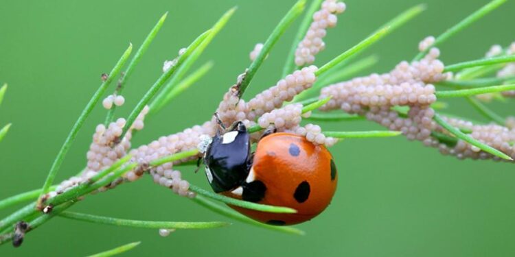 lutte biologique