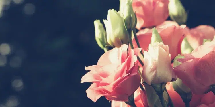 selective focus photography of pink petaled flowers