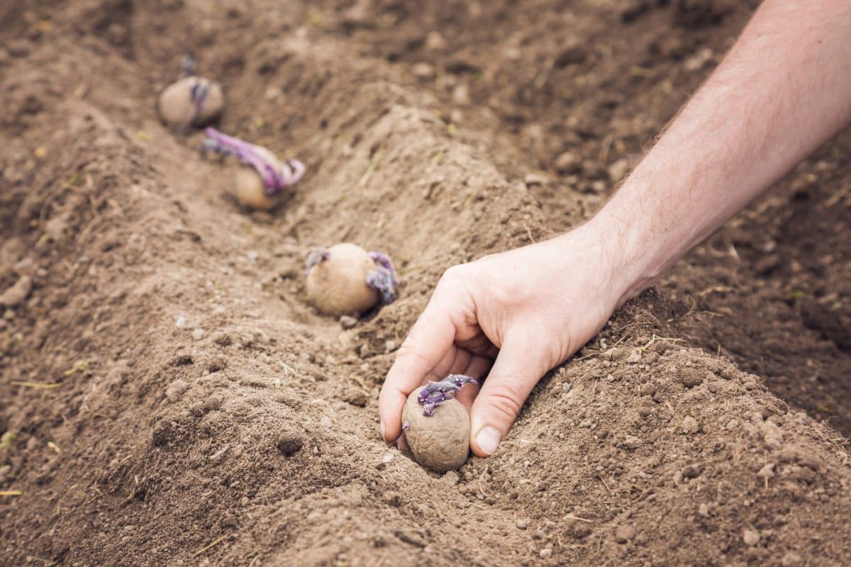 planter des pommes de terre