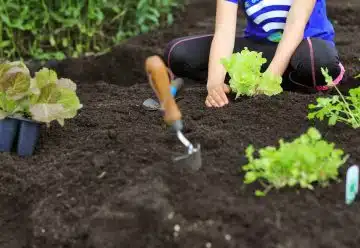 potager