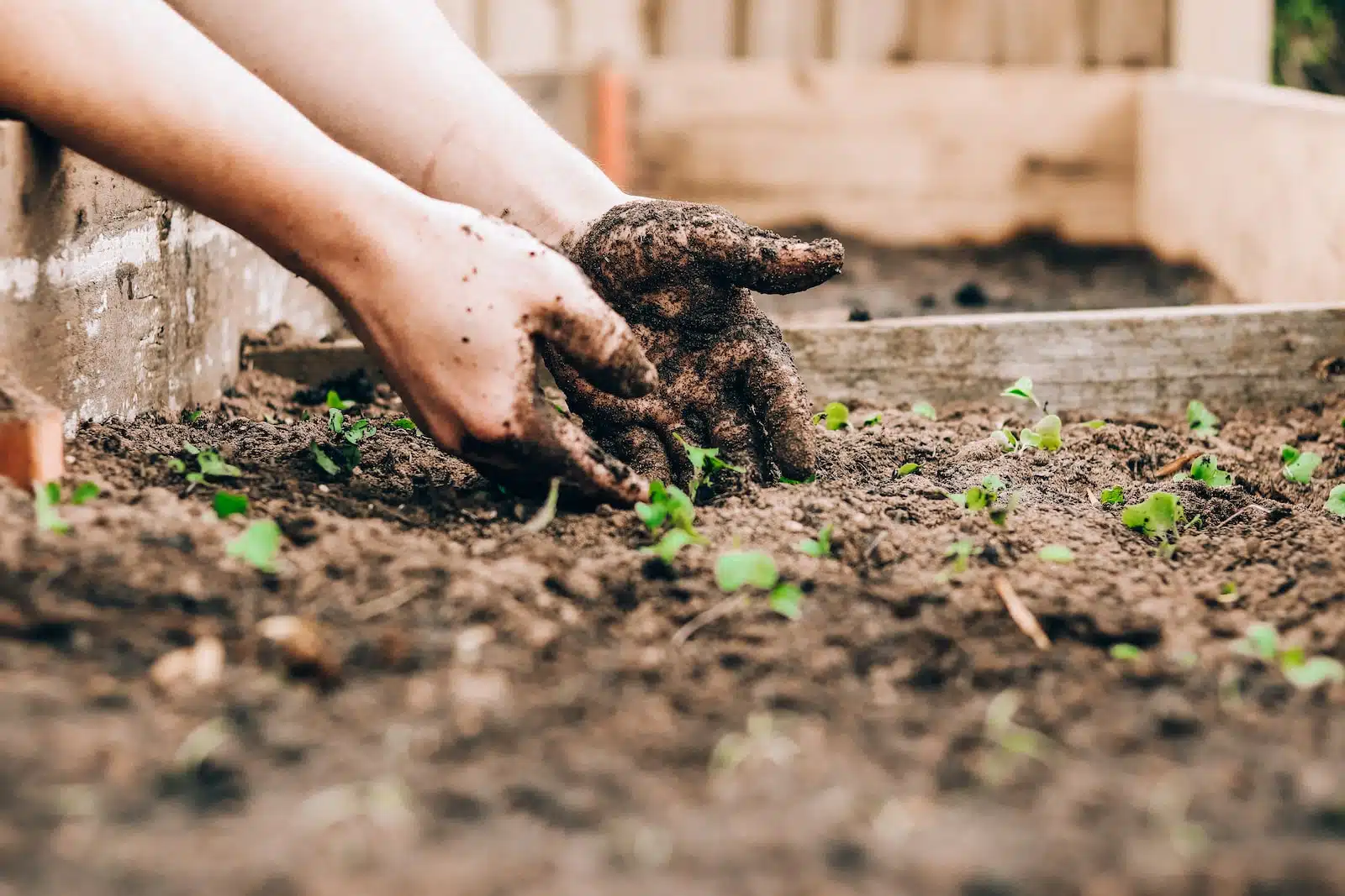 Quelles plantes aromatiques mettre dans son carré potager ?