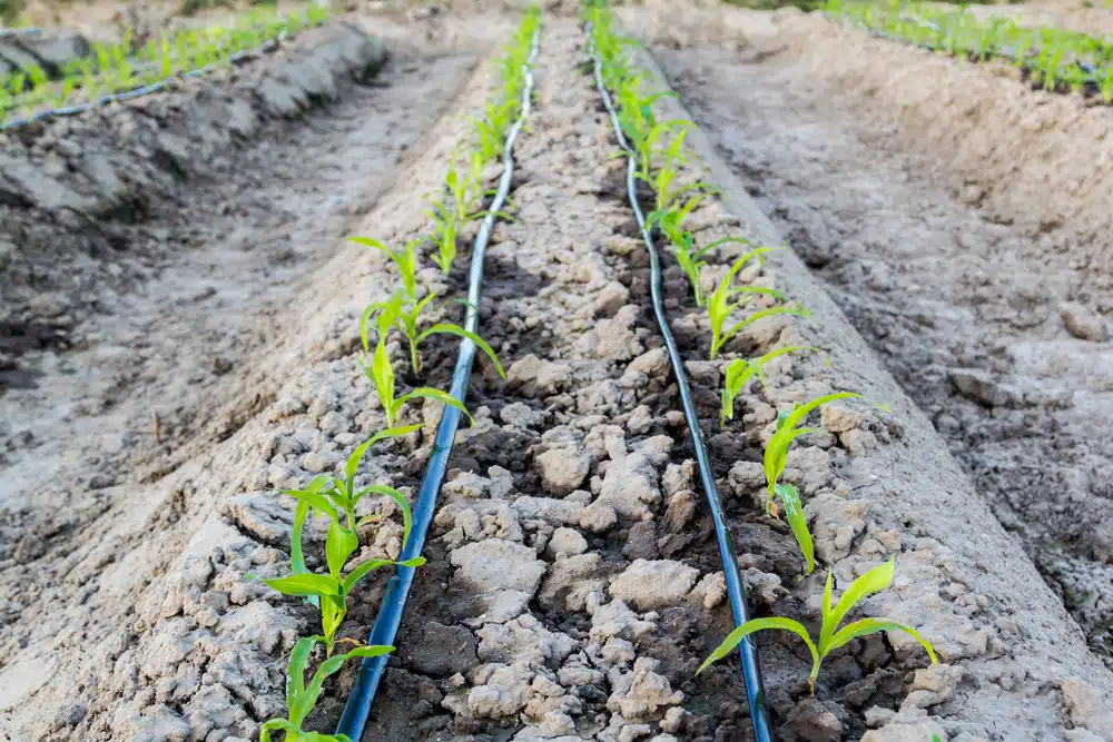 quoi consiste la technique d’irrigation goutte à goutte