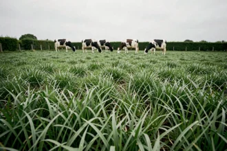Troupeau de vaches Holstein en pâturage sur une prairie de ray-grass anglais dense en système intensif