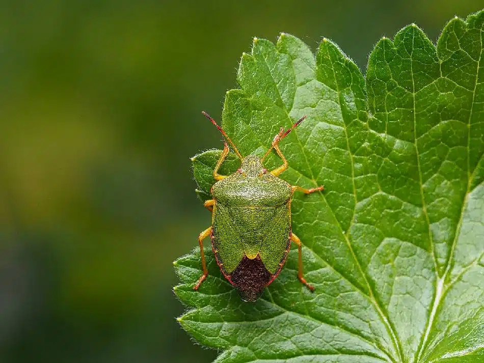 verte (ou punaise des bois) comment s'en débarrasser