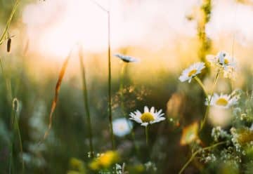 Comment bien préparer son jardin pour le printemps ?