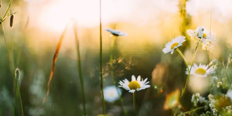 Comment bien préparer son jardin pour le printemps ?